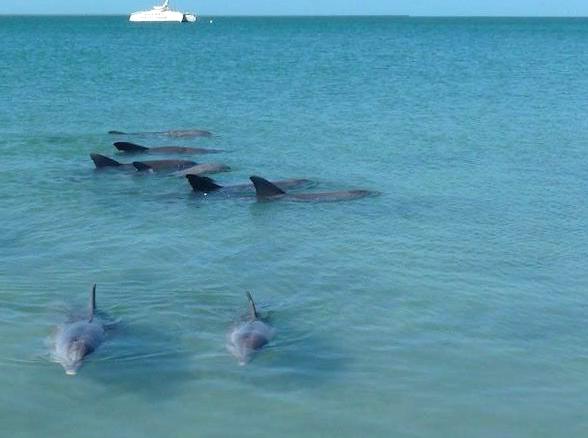 multicopterpilots | Visiting Monkey Mia: Dolphin Interactions and More