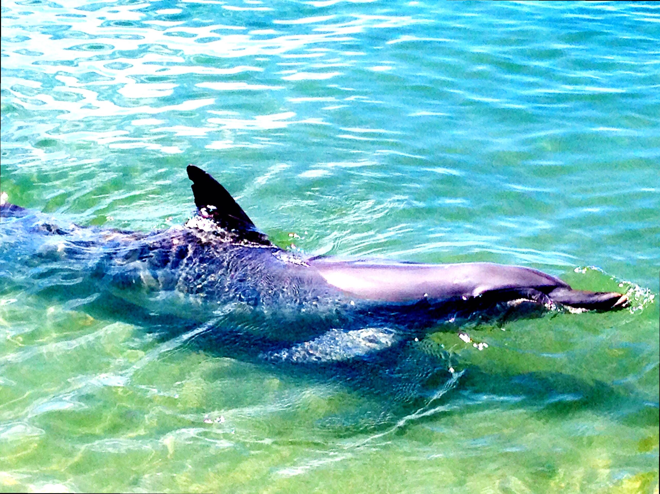 multicopterpilots | Visiting Monkey Mia: Dolphin Interactions and More