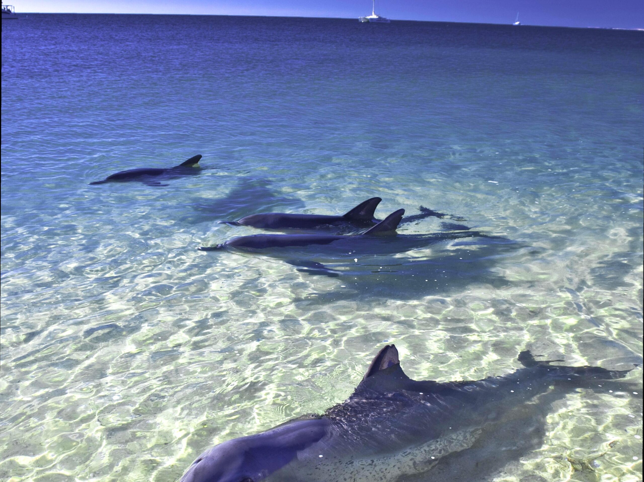 multicopterpilots | Exploring Shark Bay World Heritage Area: A Natural Wonder