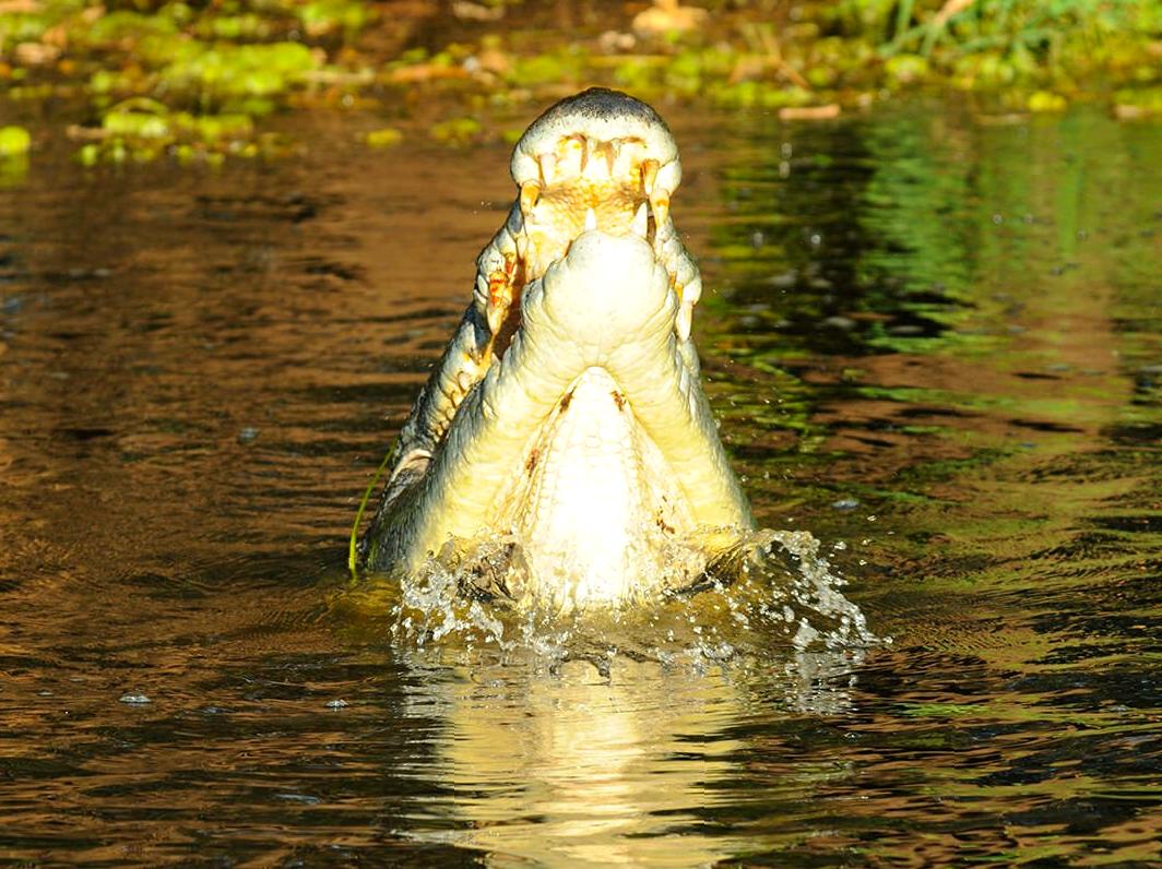 multicopterpilots | Wildlife Watching at Maguk: Fauna Encounters in Kakadu