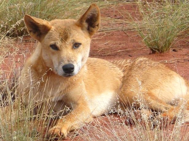 multicopterpilots | Wildlife Watching at Maguk: Fauna Encounters in Kakadu