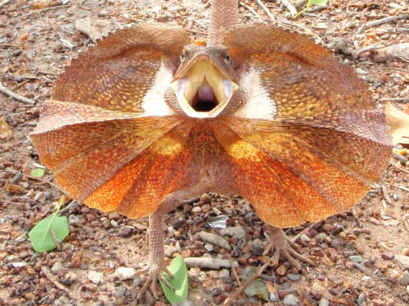 multicopterpilots | Wildlife Watching at Maguk: Fauna Encounters in Kakadu