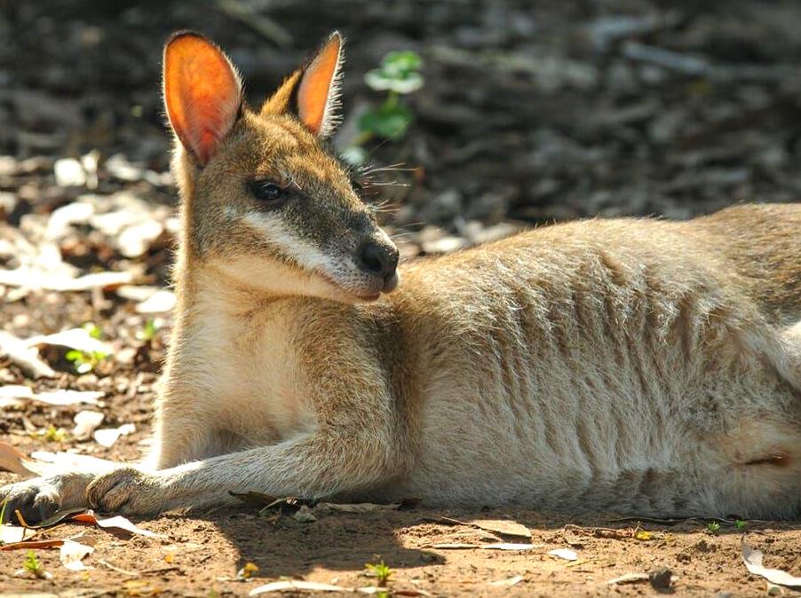 multicopterpilots | Wildlife Watching at Maguk: Fauna Encounters in Kakadu