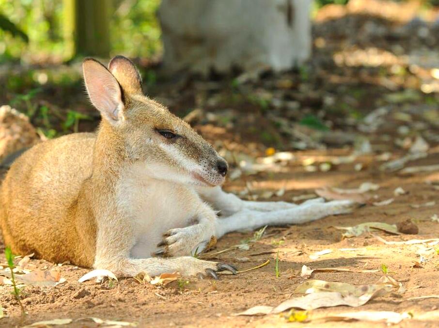 multicopterpilots | Wildlife Watching at Maguk: Fauna Encounters in Kakadu