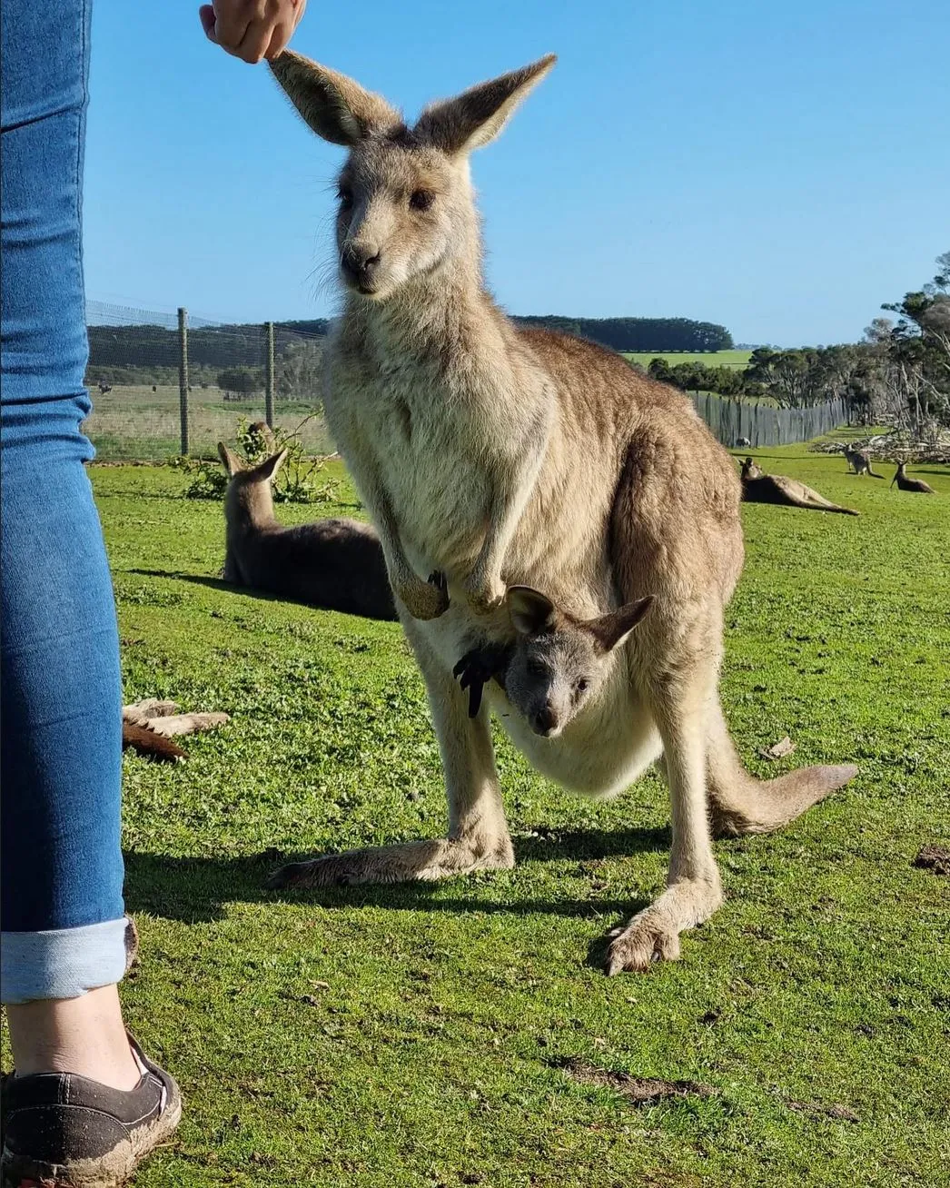 multicopterpilots|Are There Kangaroos on Phillip Island?