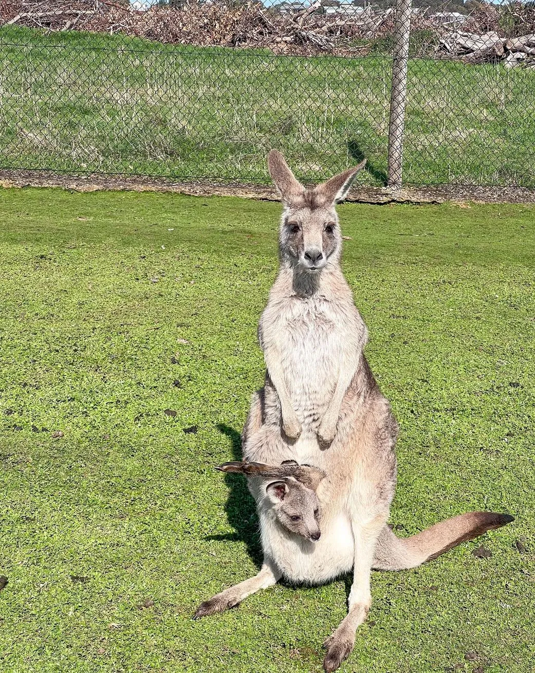 multicopterpilots | Are There Kangaroos on Phillip Island?