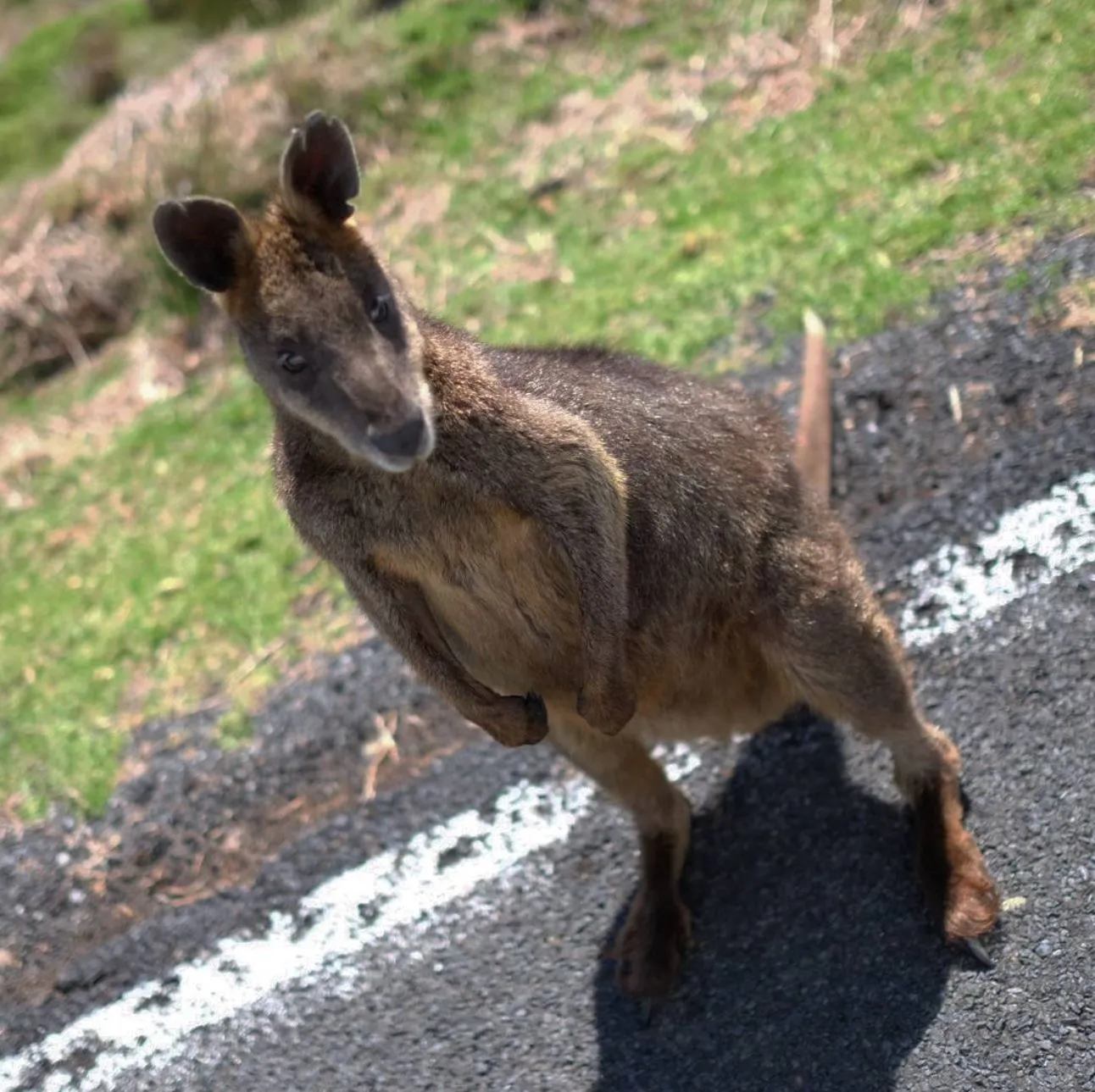 Kangaroos vs Wallabies