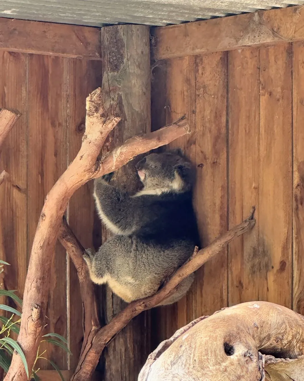 Koala Conservation Reserve