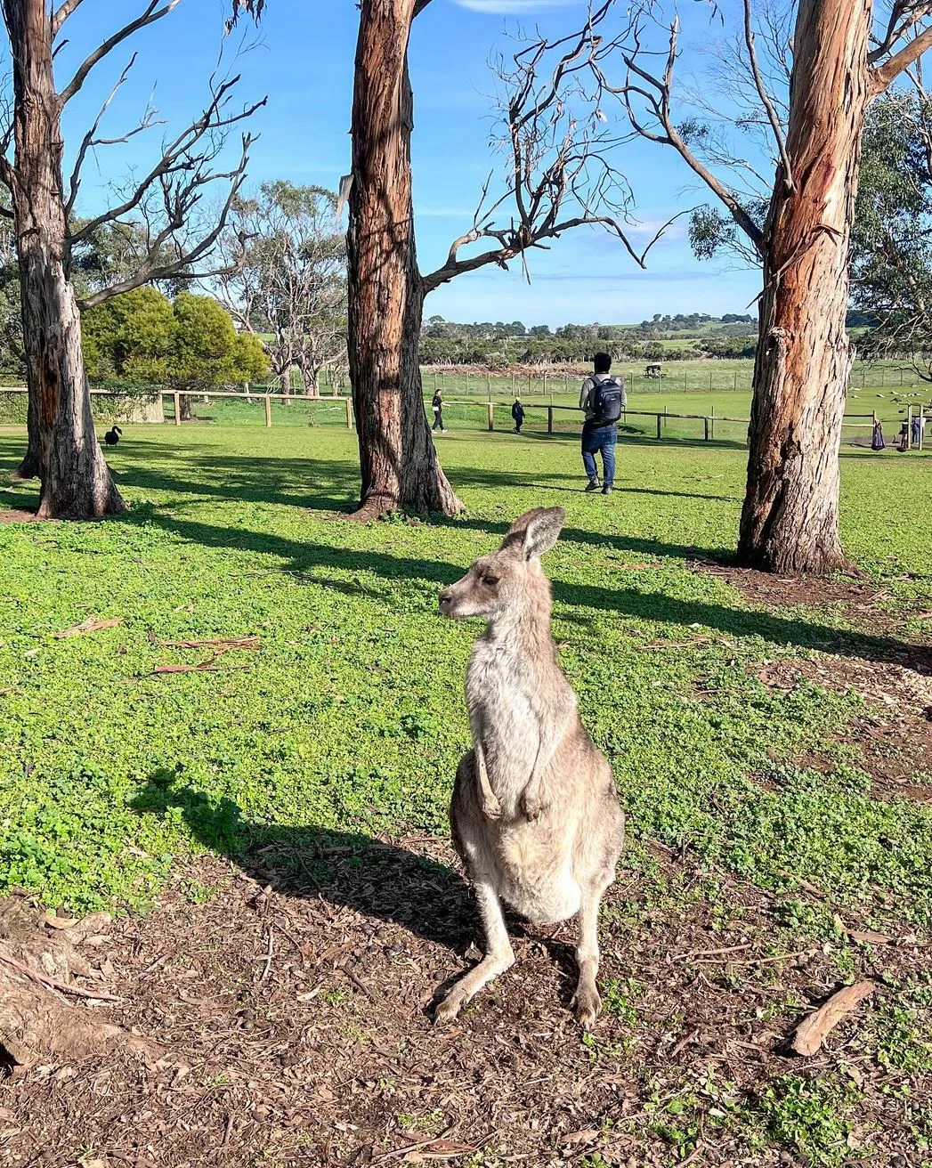 Phillip Island Wildlife Park