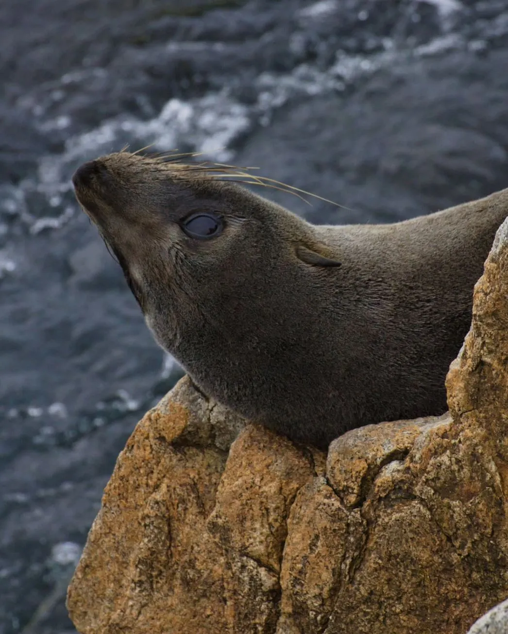 Seal Rocks & Boat Cruise