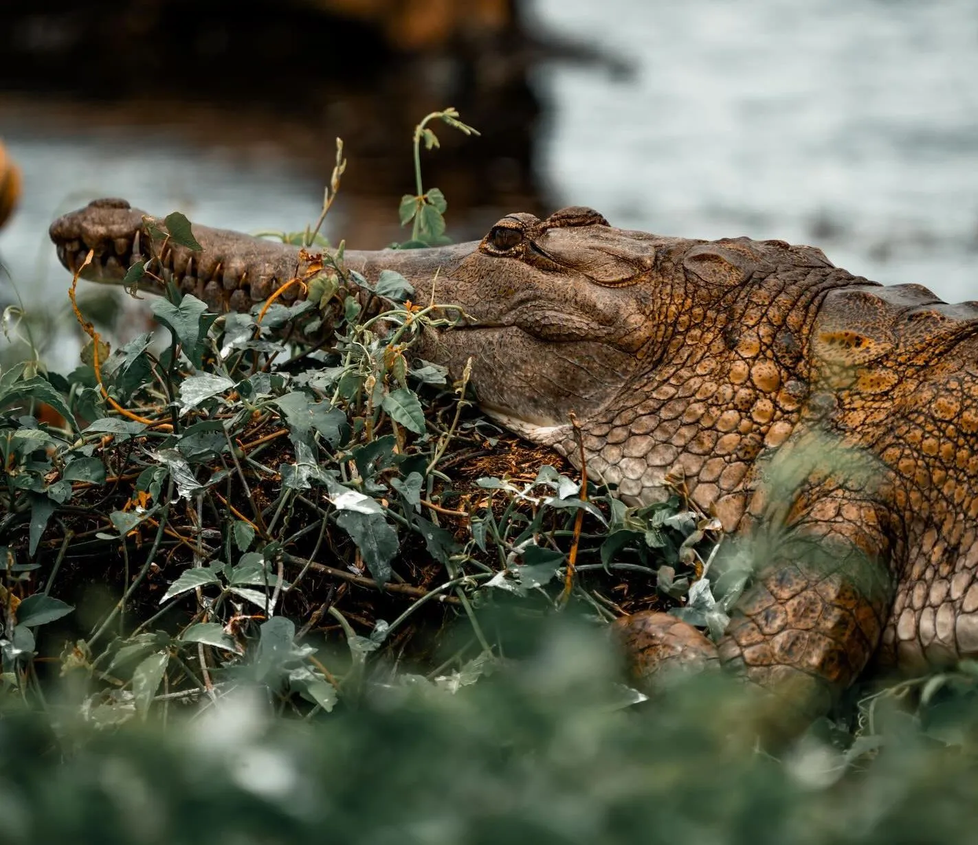 Freshwater crocodiles