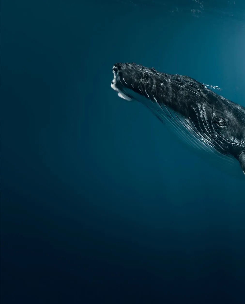 June to October, The Whale Watching Window