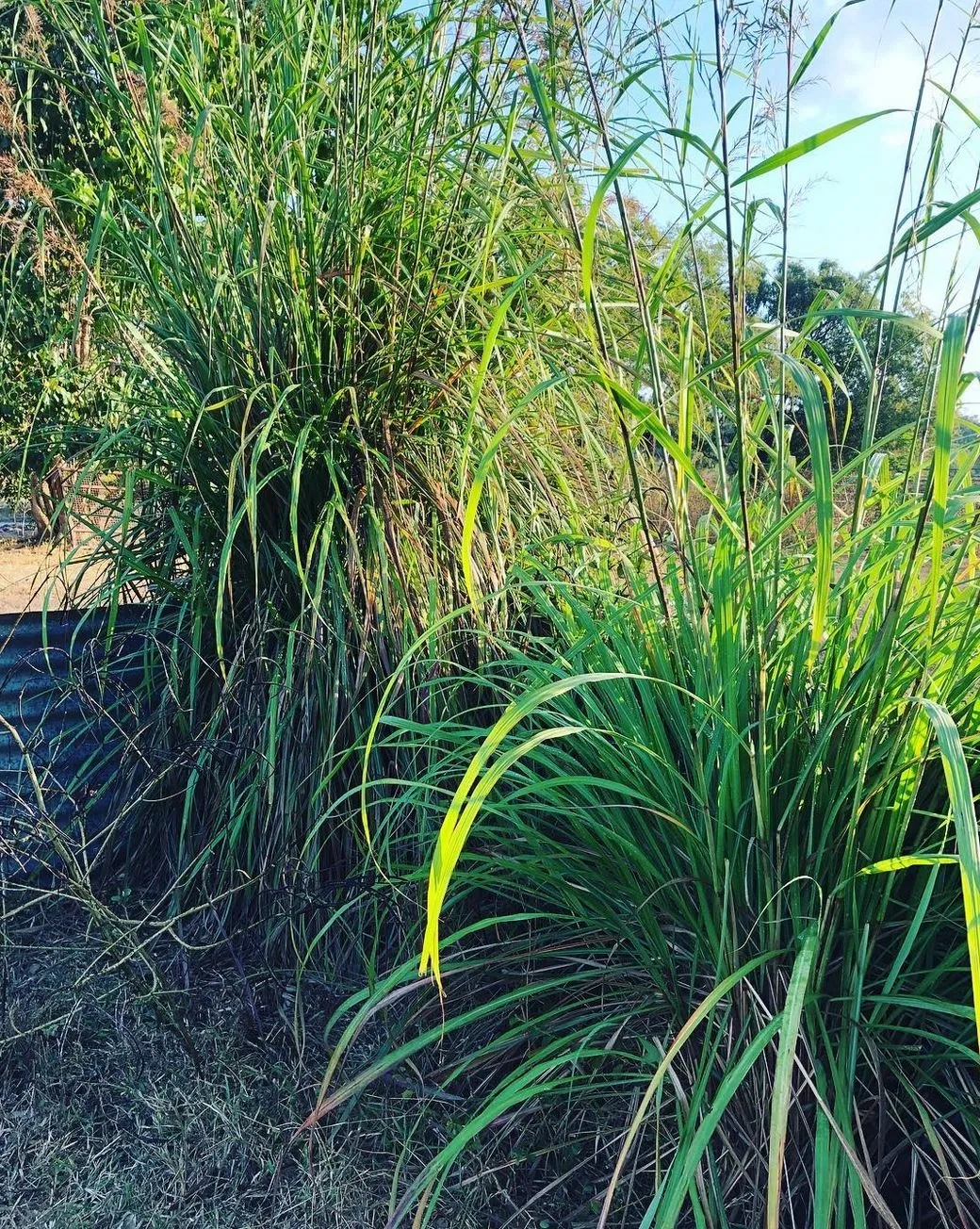 Kakadu National Park, gamba grass