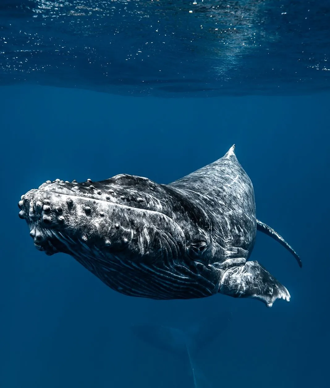 multicopterpilots|When Is Whale Watching Season on the Great Ocean Road?